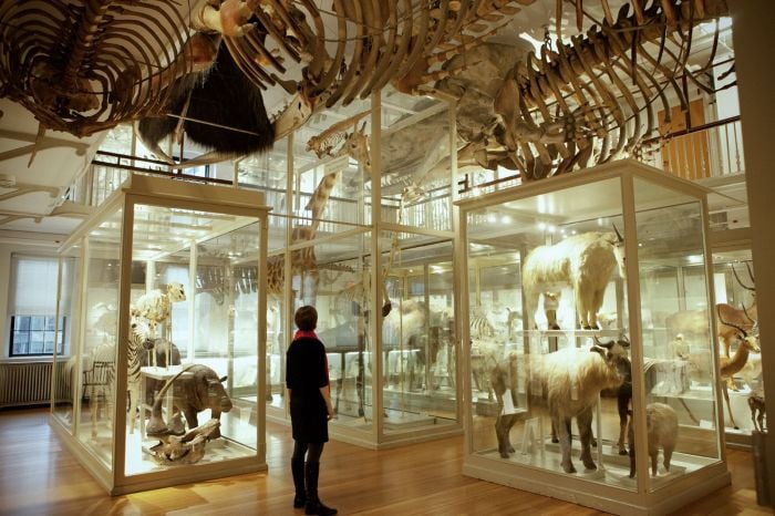 Harvard Museum of Natural History Animals Things to do with kids in boston