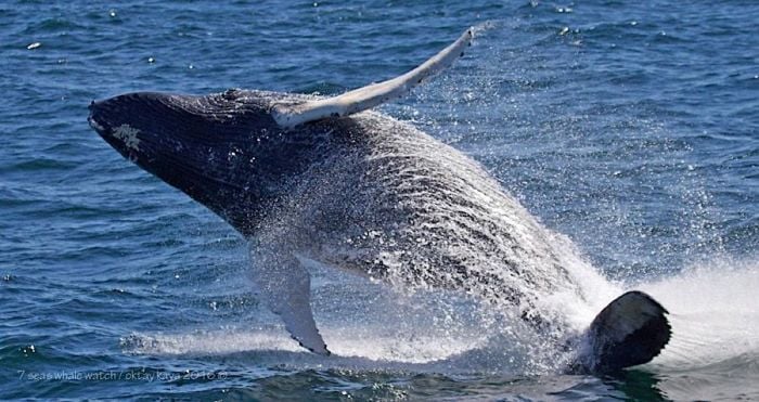 boston-whale-watching-tours