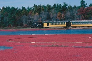 National Cranberry Festival at Edaville USA