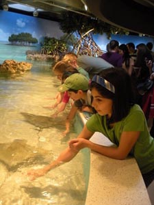 Shark & Ray Touch Tank at New England Aquarium