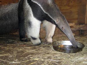 NEW exhibit! Giant Anteater at Franklin Park Zoo
