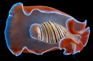 Mollusks: Shelled Masters of the Marine Realm