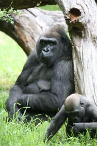 zoo franklin park exhibit gorilla bostoncentral