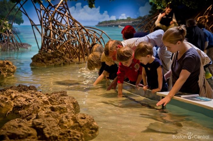 new-england-aquarium-shark-ray-touch-tank