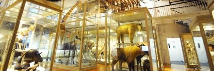 harvard-museum-natural-history