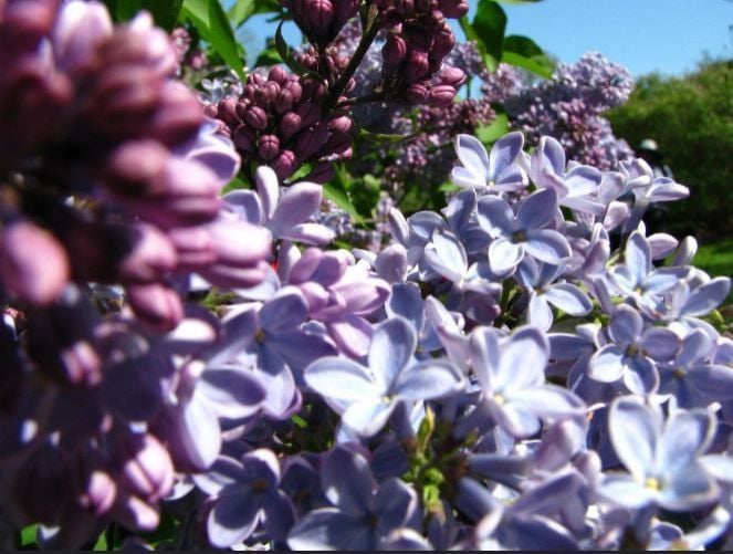 lilac-sunday-boston