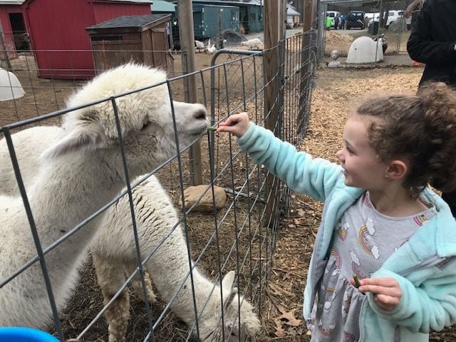 animal adventures - petting zoo