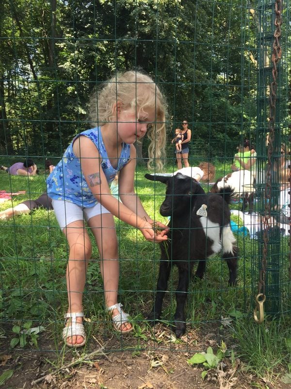 farms and petting zoos near boston - chip-in farm goats