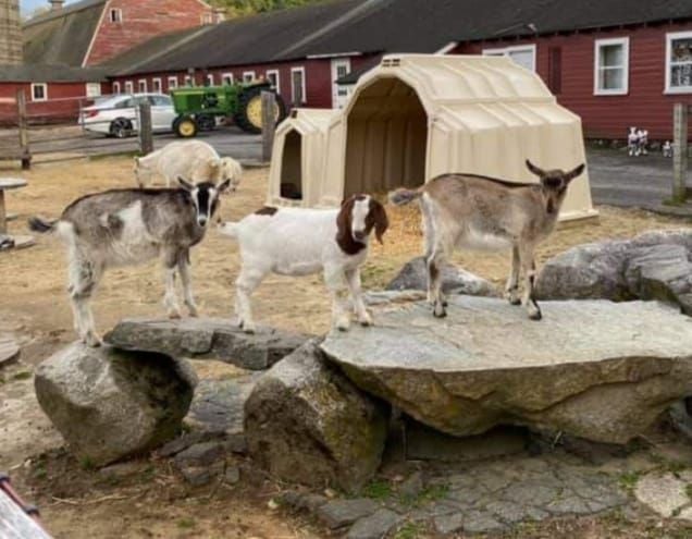 farms with animals near boston - great brook farm