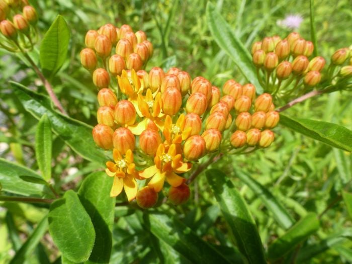 garden in the woods native plant trust 