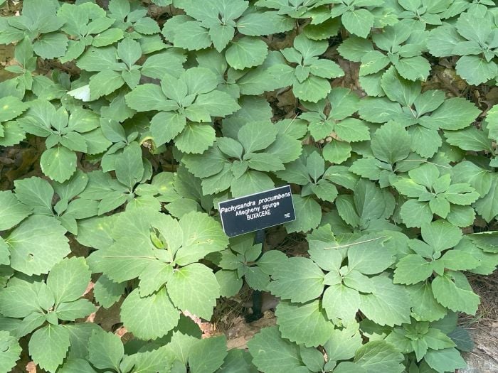 garden in the woods native plant trust 