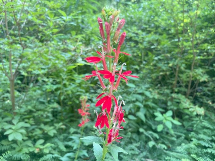 garden in the woods native plant trust