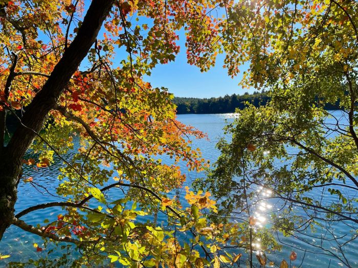 walden pond Boston Daytrips