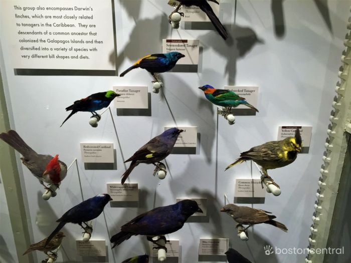 Birds of the World Exhibit Harvard Museum Natural History