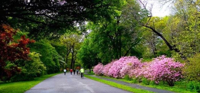 Arnold Arboretum