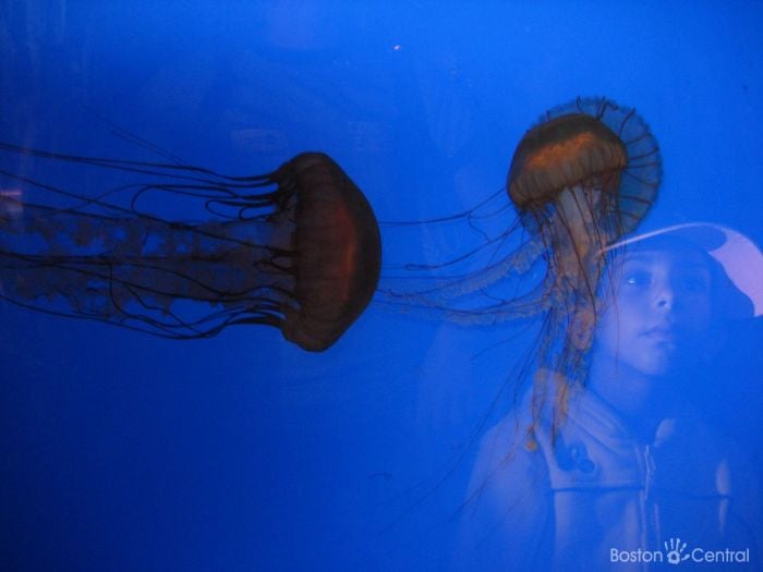 Boston Aquarium Jellyfish Tank Jay Sao Boston Kids Things to do