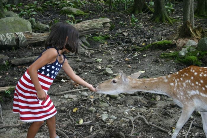 Southwicks Zoo Deer Forest Ami Sao