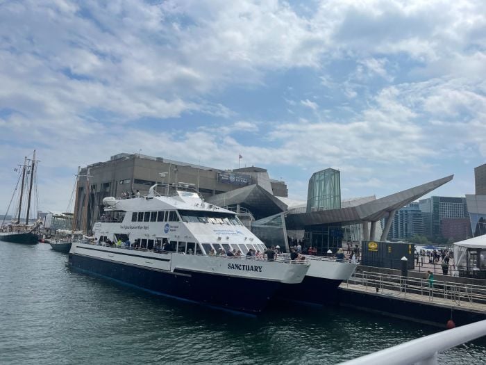 Boston Harbor Cruise Whale Watch Ferry Sanctuary