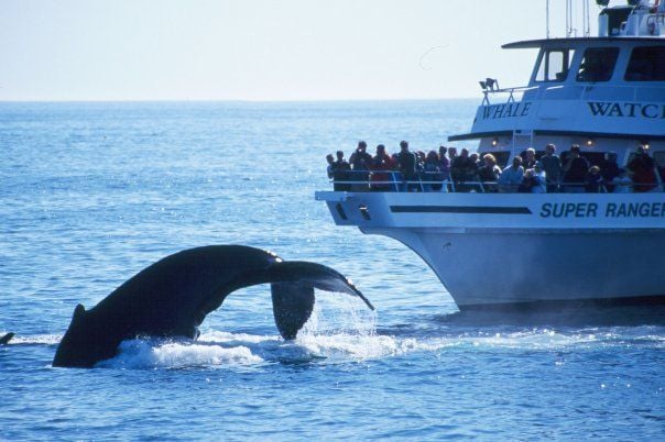 Boston Whale Watching Tours