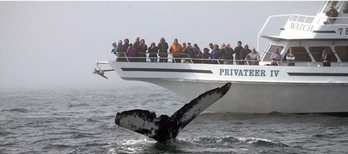 Boston Whale Watching Tours