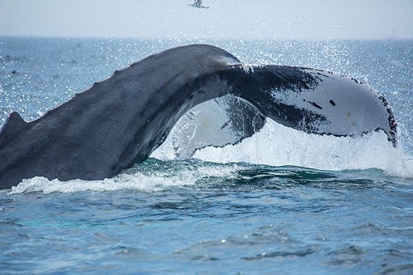 boston whale tour