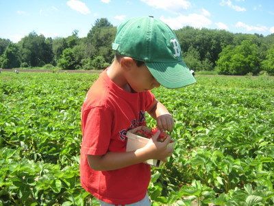 strawberry picking near boston