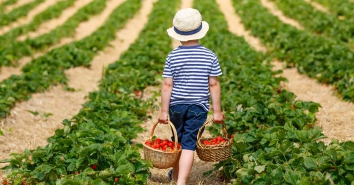 Pick Your Own Strawberries Near Boston, Farms Near Boston