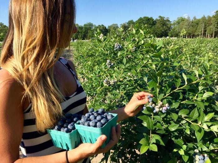 Best Blueberry Picking Near Boston, MA