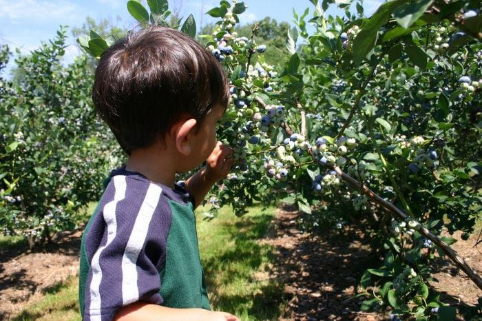 Blueberry Picking Near Boston with kids Jay Sao