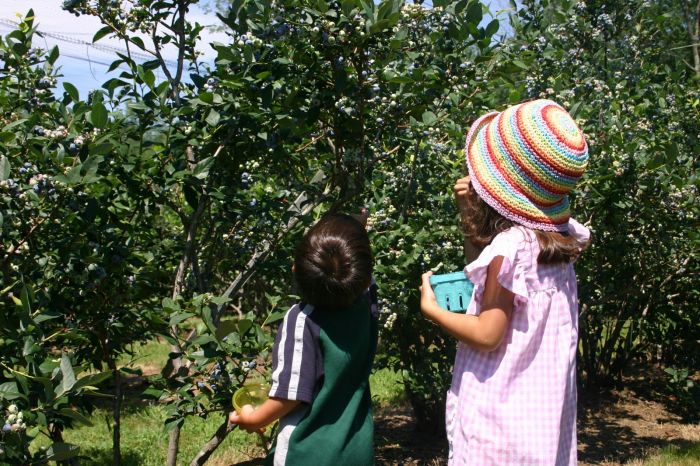 Blueberry Picking Near Boston Kids Jay Sao Ami Sao