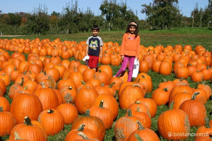 Places to Pick Your Own Pumpkins in the Boston Area