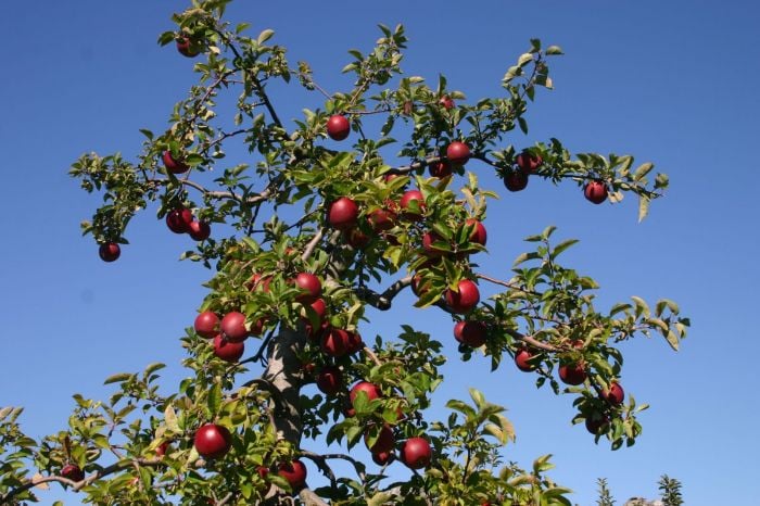 boston-apple-picking