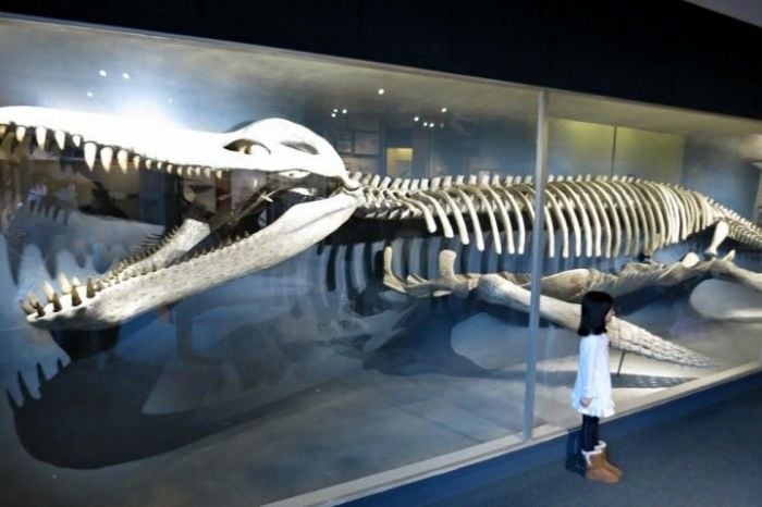 harvard-museum-of-natural-history