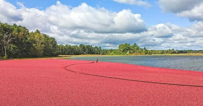 cranfest massachusetts cranberry harvest festival