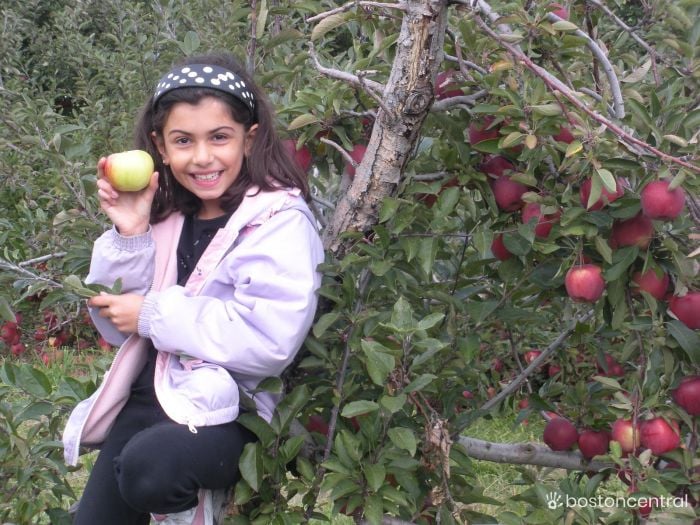 Apple Picking Boston Kids Ami Sao 