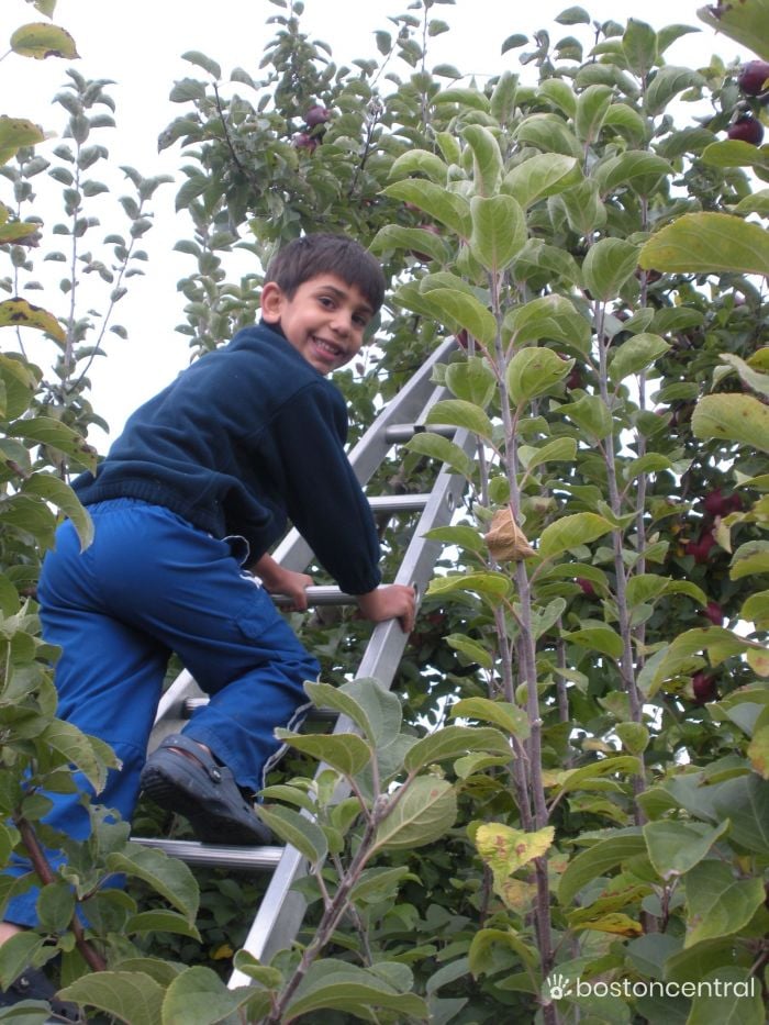 Apple Picking Near Boston