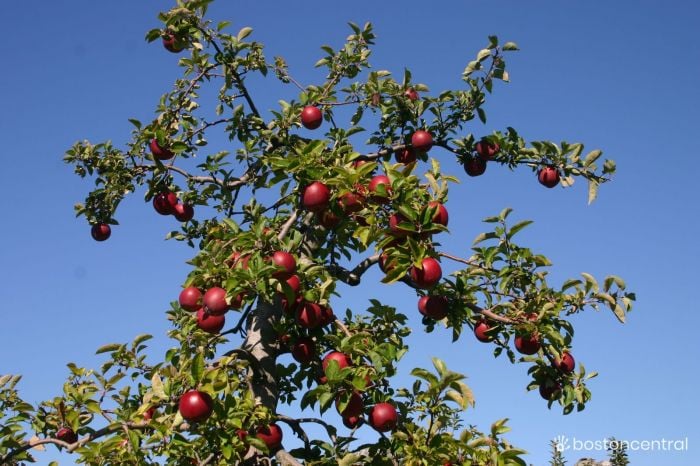 Apple Picking Near Boston