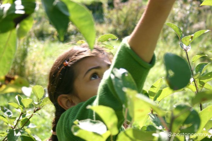 Apple Picking Boston Kids Ami Sao