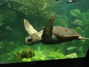 New England Aquarium Sea Turtle