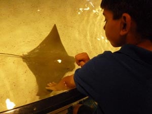 New England Aquarium Rays