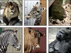 be a hero for conservation at franklin park zoo photo