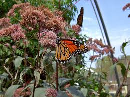 Butterfly Garden At Museum Of Science Tips Reviews Local Guide