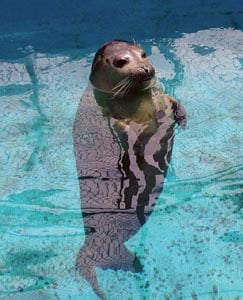 woods hole aquarium photo