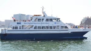 new england aquarium whale watching photo