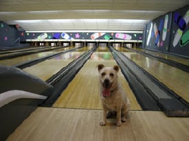 closed ficco's bowladrome photo