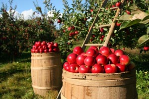 dowse orchards photo