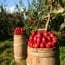dowse orchards small photo