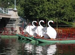 swan boats photo