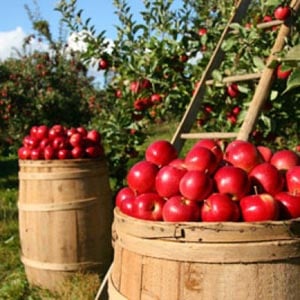 honey pot  hill orchard photo