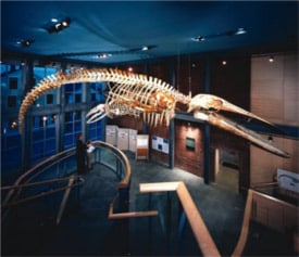 new bedford whaling museum photo